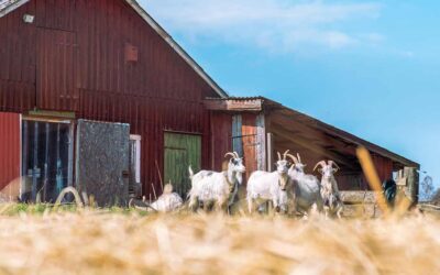 From Farm to Table: Discover Fresh Living Every Single Day